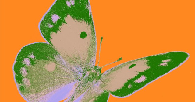 butterfly pop art creator economy morph painting